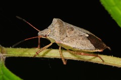 Euschistus variolarius