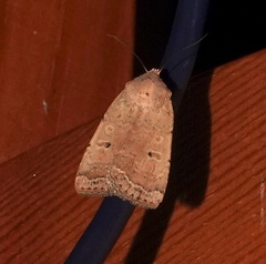 Micrathetis triplex