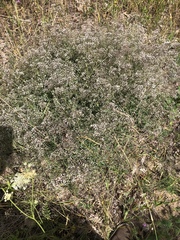 Gypsophila paniculata