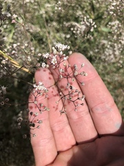 Gypsophila paniculata
