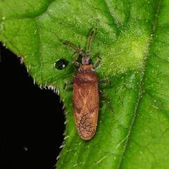 Leptoypha mutica
