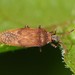 Fringetree Lace Bug - Photo (c) Jason M Crockwell, some rights reserved (CC BY-NC-ND), uploaded by Jason M Crockwell