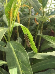Danaus plexippus