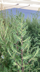 Bassia scoparia