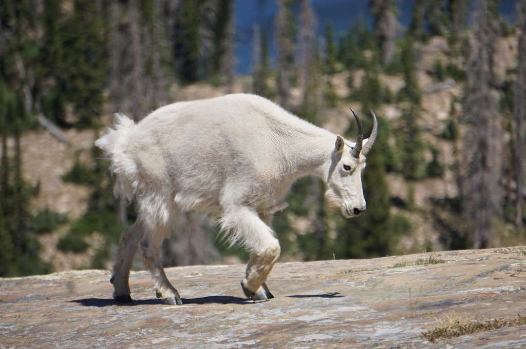 Mountain Goat from Uinta-Wasatch-Cache National Forest, Springville, UT ...