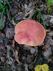 Boletus carminiporus