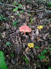 Boletus carminiporus