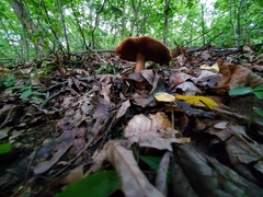Boletus carminiporus
