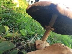 Agaricineae