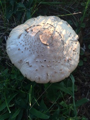 Agaricineae