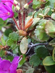 Rhododendron lapponicum