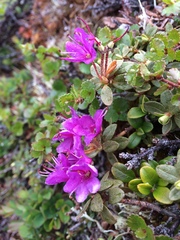 Rhododendron lapponicum