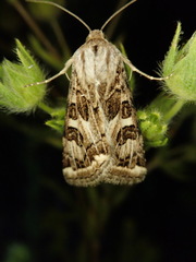 Protoschinia nuchalis