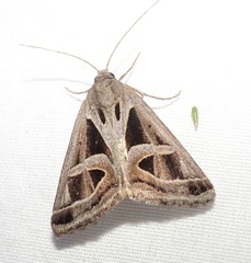 Callistege intercalaris