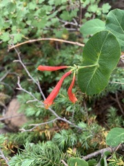 Lonicera arizonica