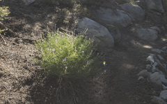 Lupinus hyacinthinus