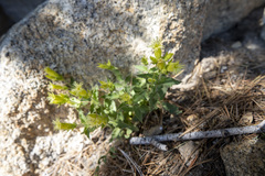 Silene parishii