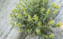 Silene parishii