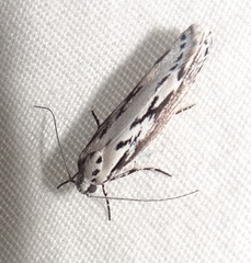 Ethmia semitenebrella