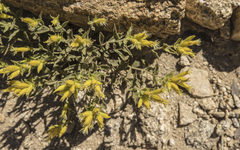 Silene parishii