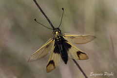 Libelloides longicornis
