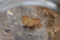 Idaea ochrata