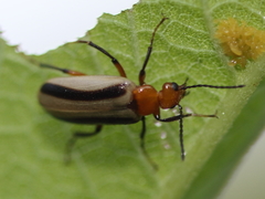 Zonitis bilineata