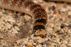 Brachyurophis australis