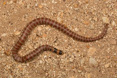 Brachyurophis australis