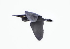 Ixobrychus flavicollis