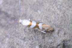 Argyresthia calliphanes