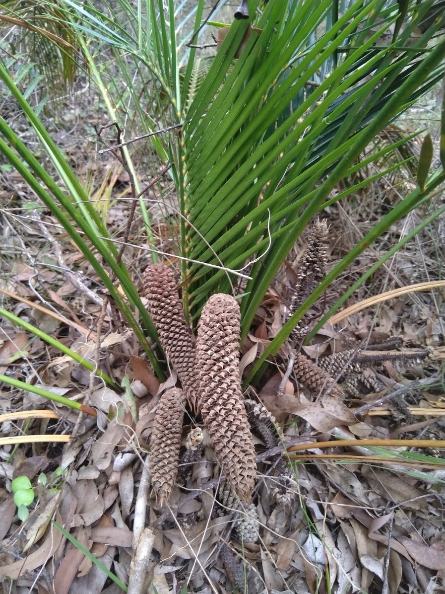 Macrozamia mountperriensis
