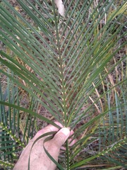 Macrozamia mountperriensis
