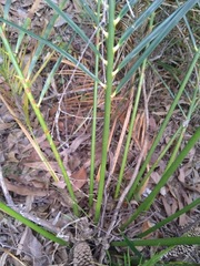 Macrozamia mountperriensis