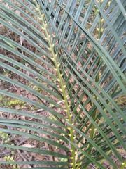 Macrozamia mountperriensis