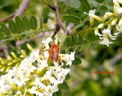 Scaptotrigona hellwegeri