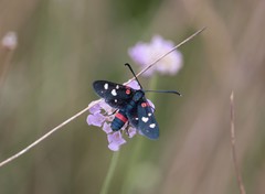 Zygaena ephialtes