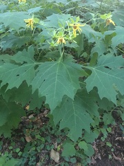 Smallanthus uvedalia