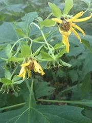Smallanthus uvedalia