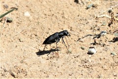 Cicindela obsoleta obsoleta