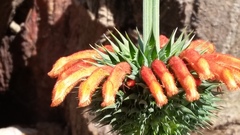 Leonotis nepetifolia