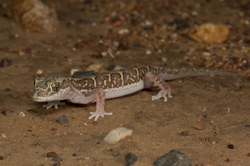 Box-patterned Gecko, Lucasium steindachneri