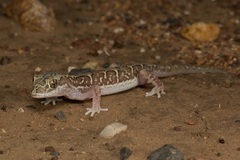 Lucasium steindachneri