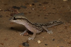 Diplodactylus vittatus