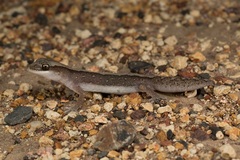 Diplodactylus vittatus