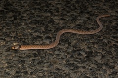 Pygopus schraderi