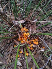 Macrozamia mountperriensis