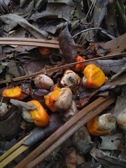 Macrozamia mountperriensis