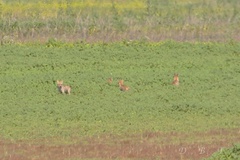 Canis latrans ochropus