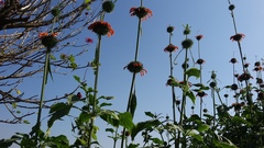 Leonotis nepetifolia